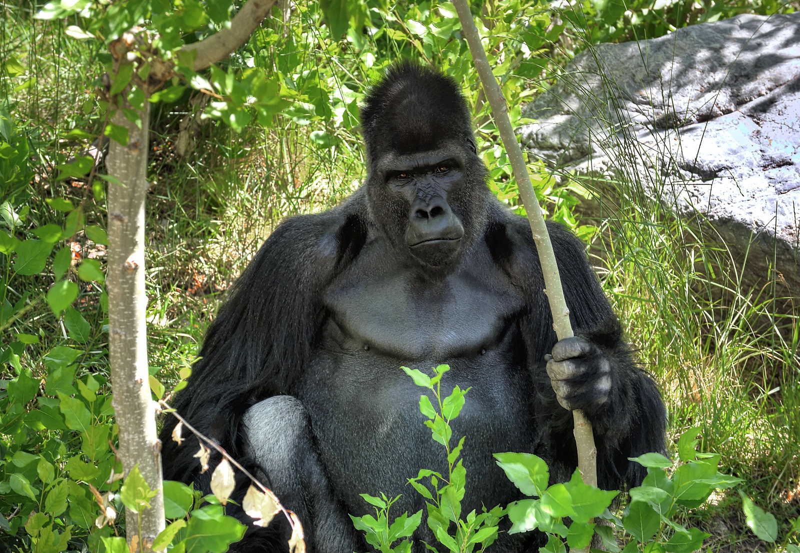 Silver Back Gorilla 40